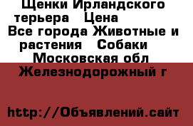 Щенки Ирландского терьера › Цена ­ 30 000 - Все города Животные и растения » Собаки   . Московская обл.,Железнодорожный г.